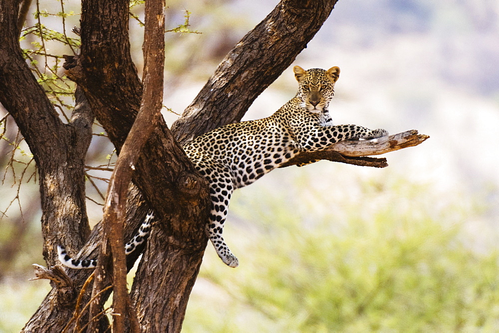 A leopard (Panthera pardus) rests on a tree, Samburu National Reserve, Kenya, East Africa, Africa