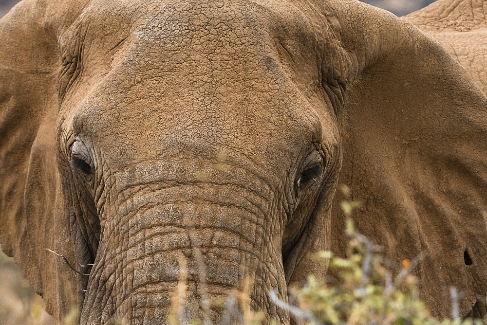 African elephant (Loxodonta Africana), Kalama conservancy, Samburu, Kenya, East Africa, Africa