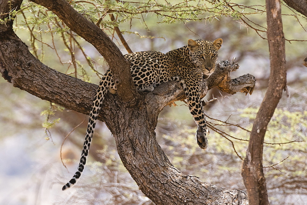 A leopard (Panthera pardus) rests on a tree, Samburu National Reserve, Kenya, East Africa, Africa