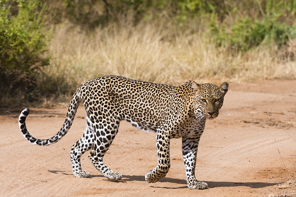 A leopard (Panthera pardus) walks along a road, Samburu National Reserve, Kenya, East Africa, Africa