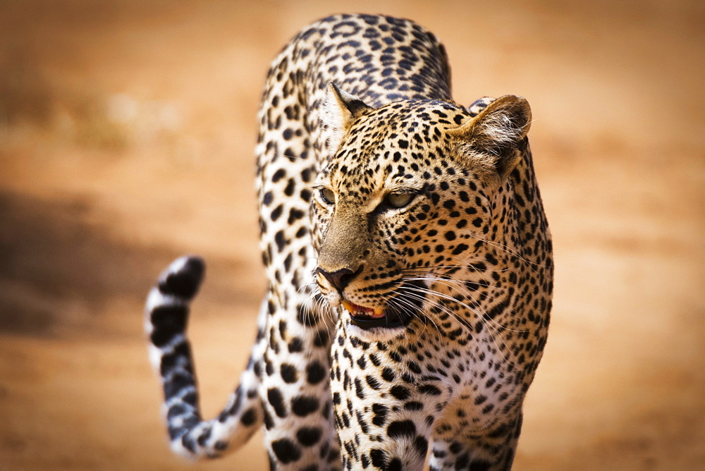 Portrait of a leopard (Panthera pardus), Samburu National Reserve, Kenya, East Africa, Africa