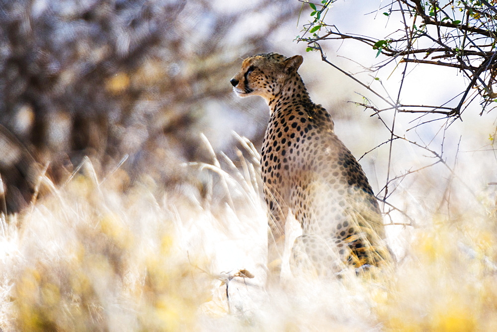 Portrait of a female cheetah (Acinonyx jubatus) in tall grass, Samburu National Reserve, Kenya, East Africa, Africa