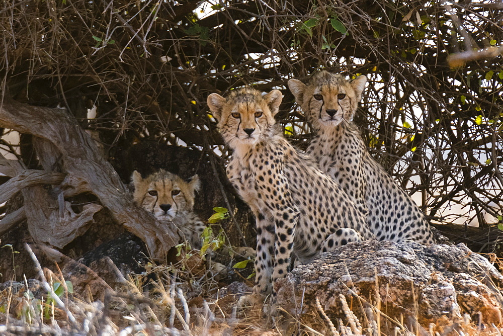 Portrait of three cheetah cubs (Acinonyx jubatus), Samburu National Reserve, Kenya, East Africa, Africa