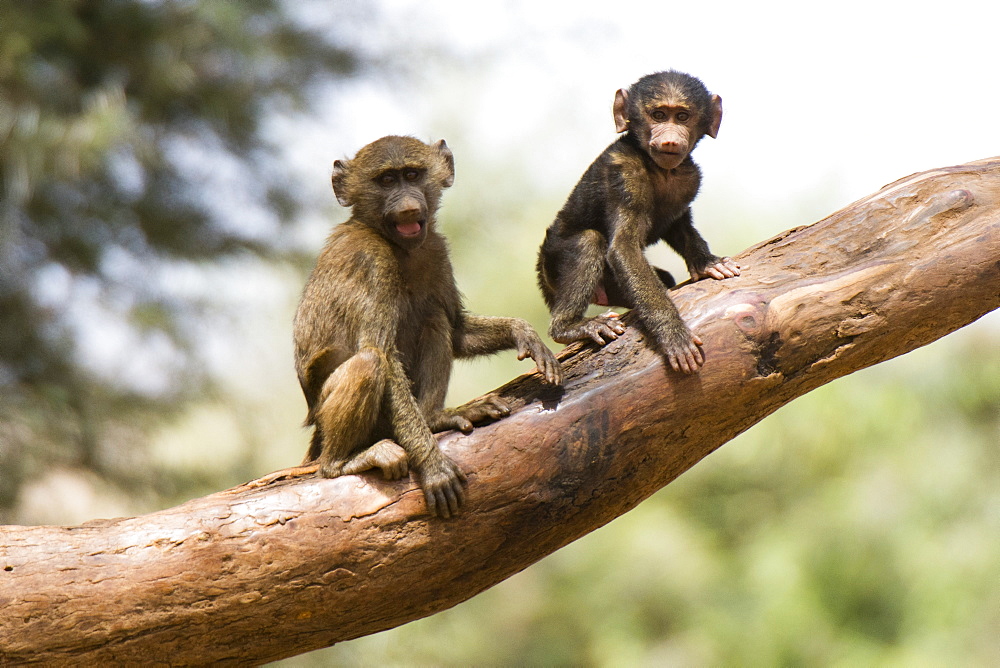 Olive baboons (Papio anubis) looking at the camera, Kalama Conservancy, Samburu, Kenya, East Africa, Africa