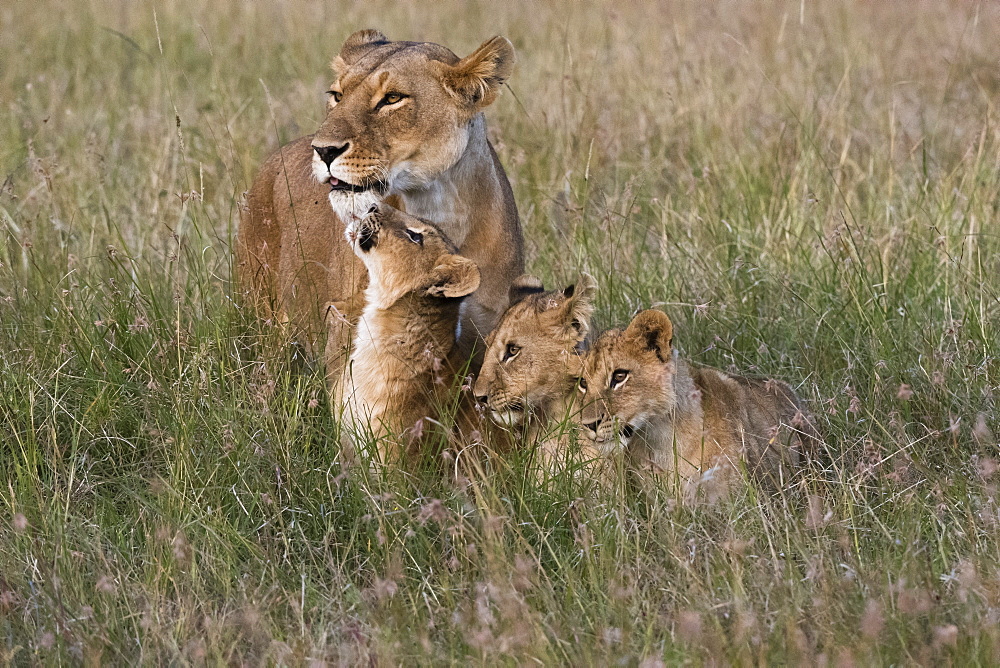 A lioness (Panthera leo) greeted by her cubs upon her return, Masai Mara, Kenya, East Africa, Africa