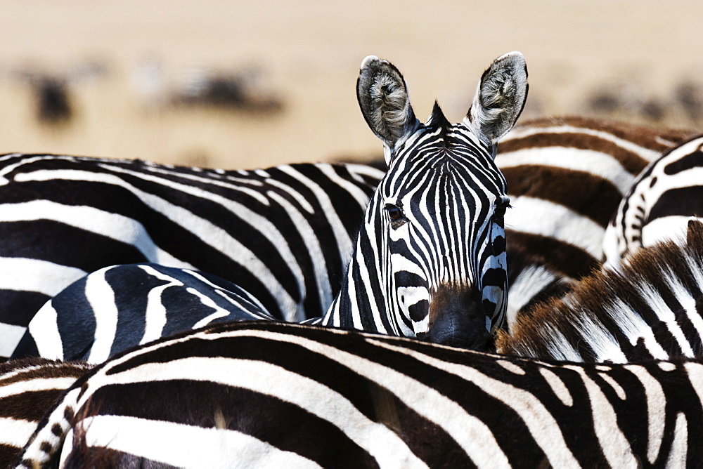 A Grant's zebra (Equus quagga boehmi) looking at the camera, Masai Mara National Reserve, Kenya, East Africa, Africa