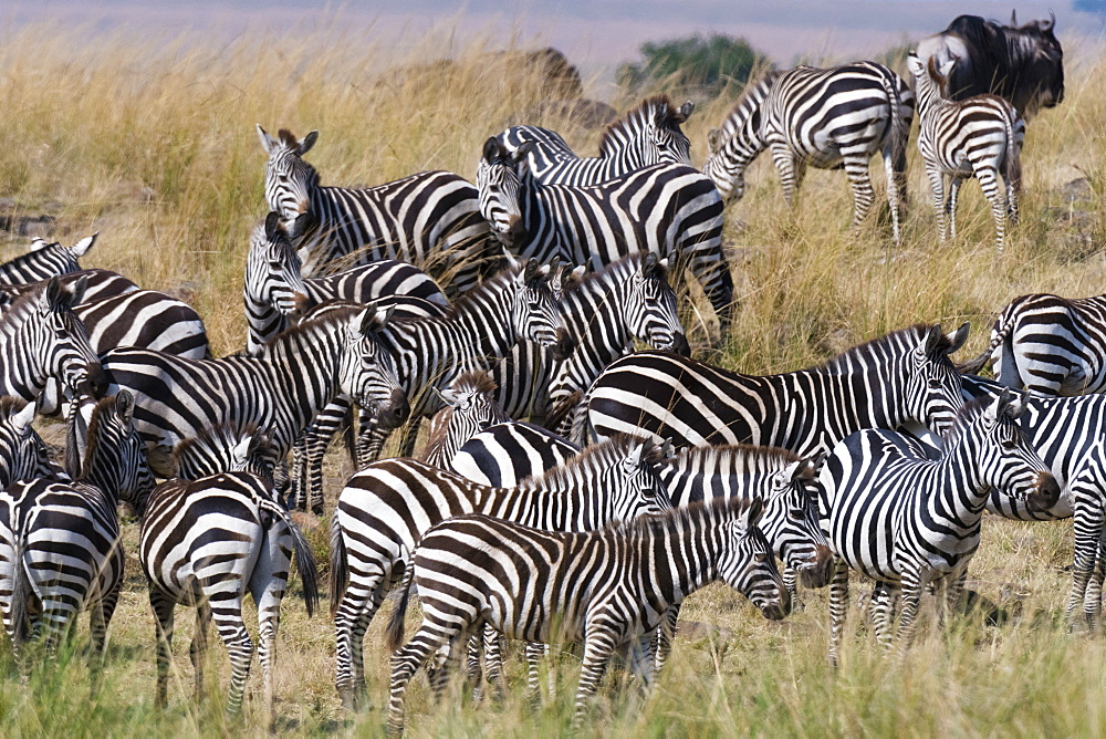 Grant's zebras (Equus quagga boehmi) on the Mara River bank, Masai Mara, Kenya, East Africa, Africa