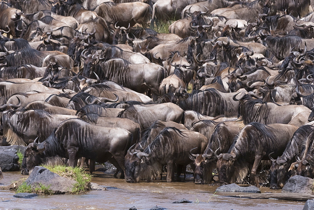 Eastern white-bearded wildebeest (Connochaetes taurinus), on the Mara River bank, Masai Mara, Kenya, East Africa, Africa