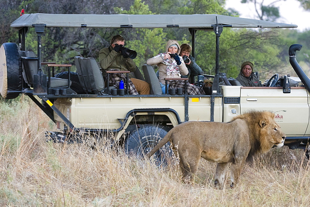 Lion (Panthera leo), Khwai Conservation Area, Okavango Delta, Botswana, Africa