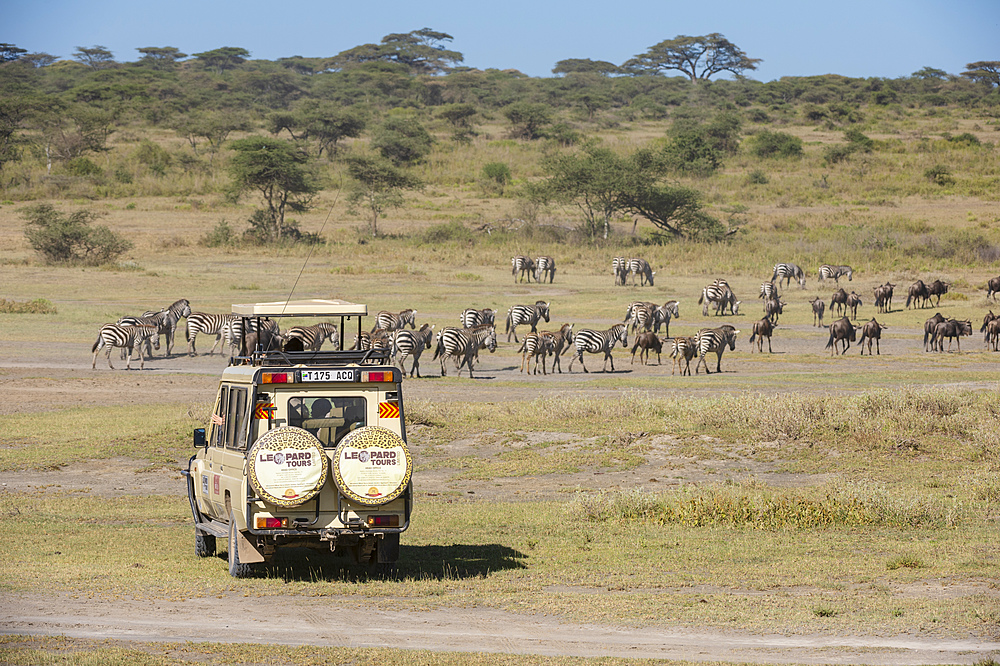 Plains zebras (Equus quagga), Ndutu, Serengeti, UNESCO World Heritage Site, Tanzania, East Africa, Africa