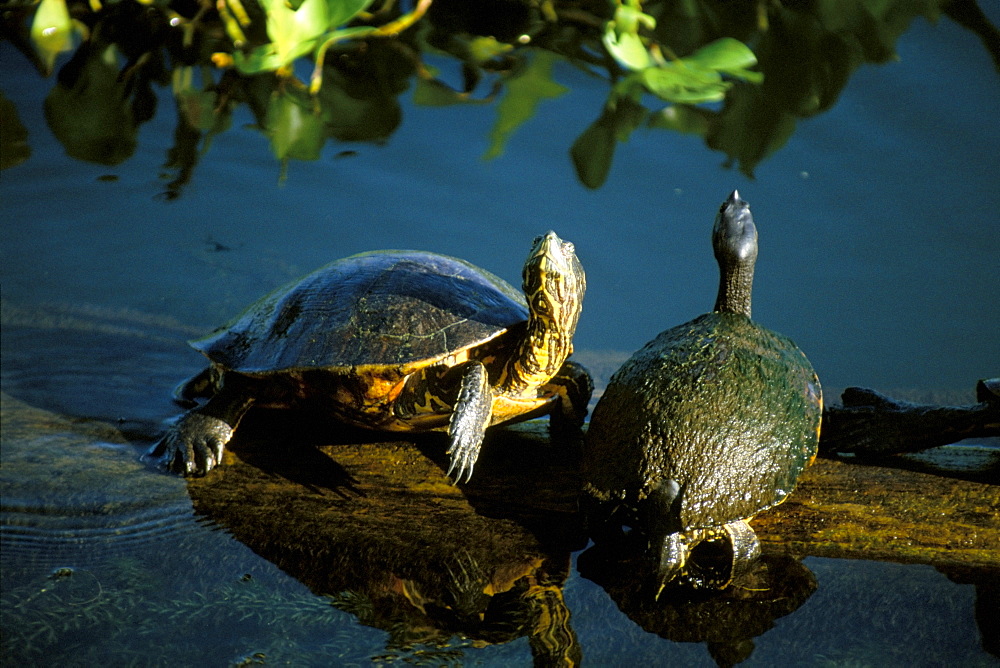 Mesoamerican slider turtles (Trachemys scripta ornata), River Chagres, Soberania Forest National Park, Gamboa, Panama, Central America