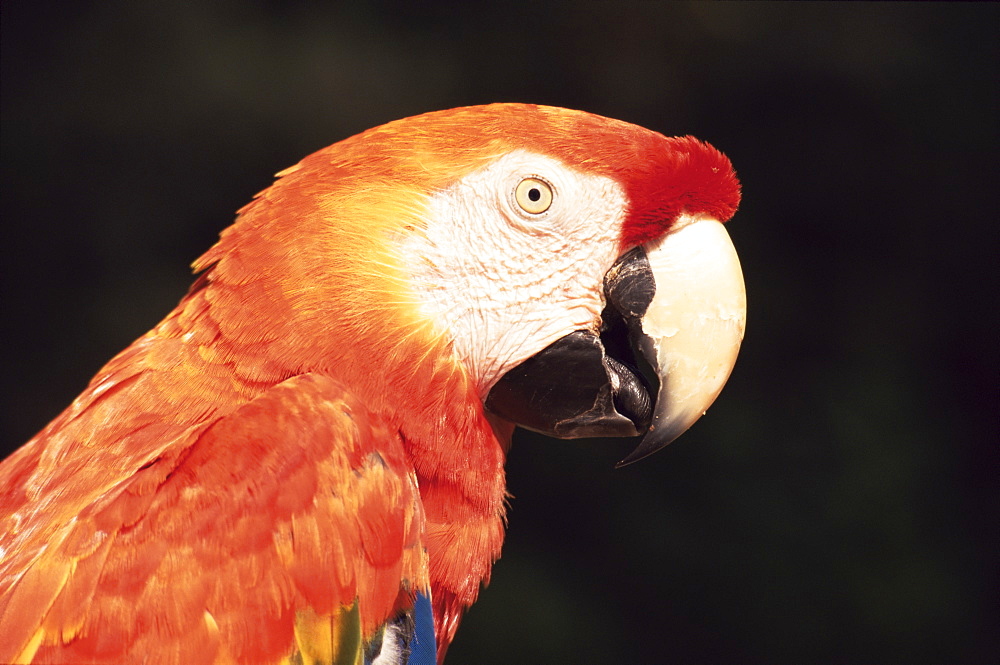 Parrot, Aruba, West Indies, Dutch Caribbean, Central America