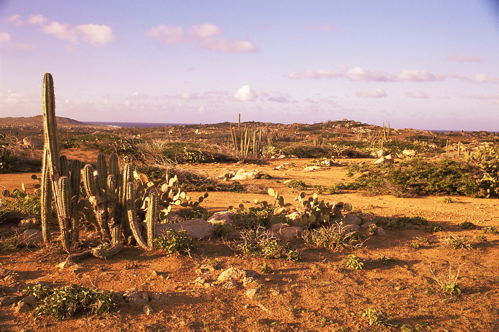 Alto Vista Cactus Desert, Aruba, West Indies, Dutch Caribbean, Central America