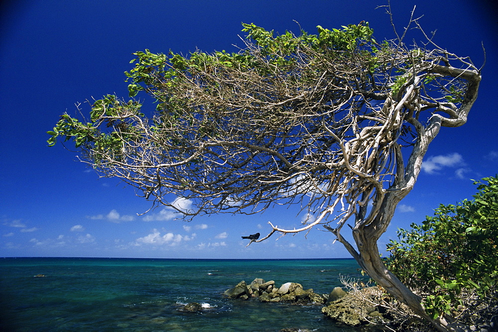 Divi divi tree, Cudarebe Point, Aruba, West Indies, Dutch Caribbean, Central America