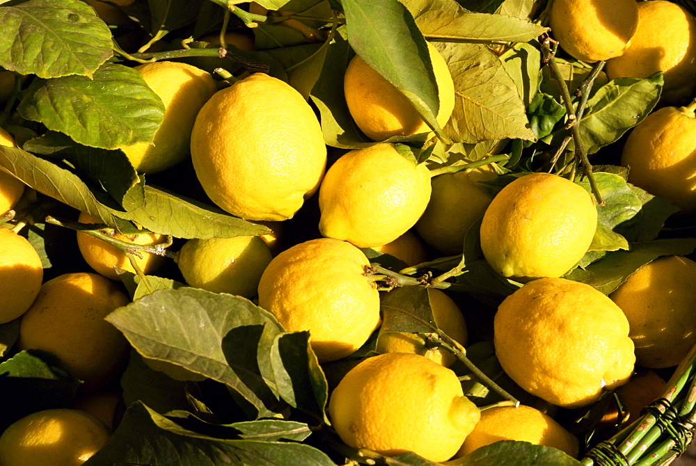 Close-up of lemons in the market, Menton, Provence, Cote d'Azur, France, Europe