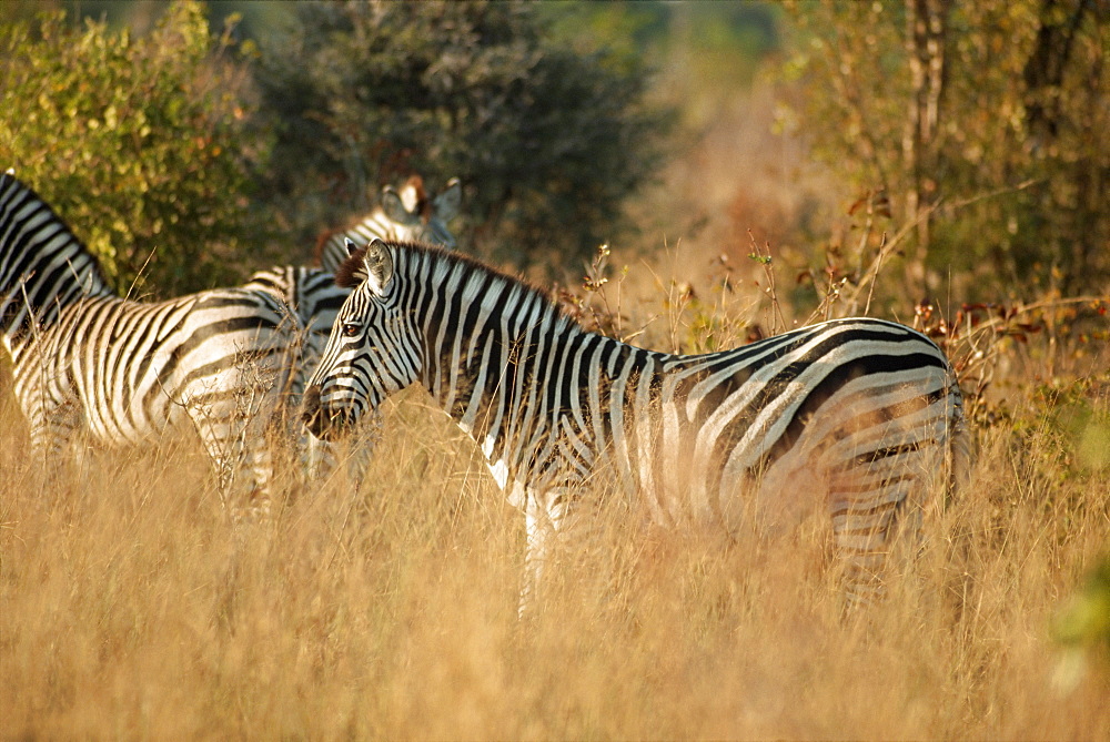 Zebras, Hwange National Park, Zimbabwe, Africa