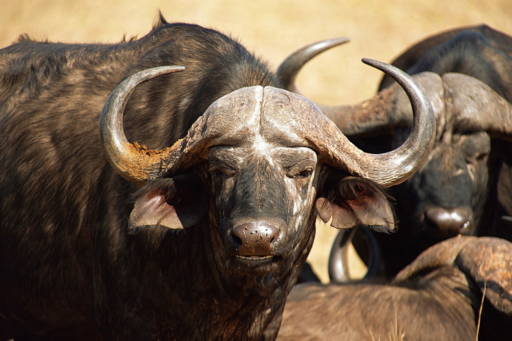 Close-up of African buffalo (Cyncerus caffer), Mala Mala Game Reserve, Sabi Sand Park, South Africa, Africa