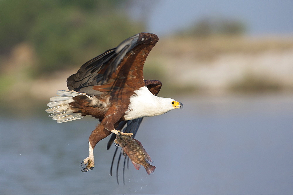 African fish eagle (Haliaeetus vocifer) fishing, Chobe National Park, Botswana, Africa