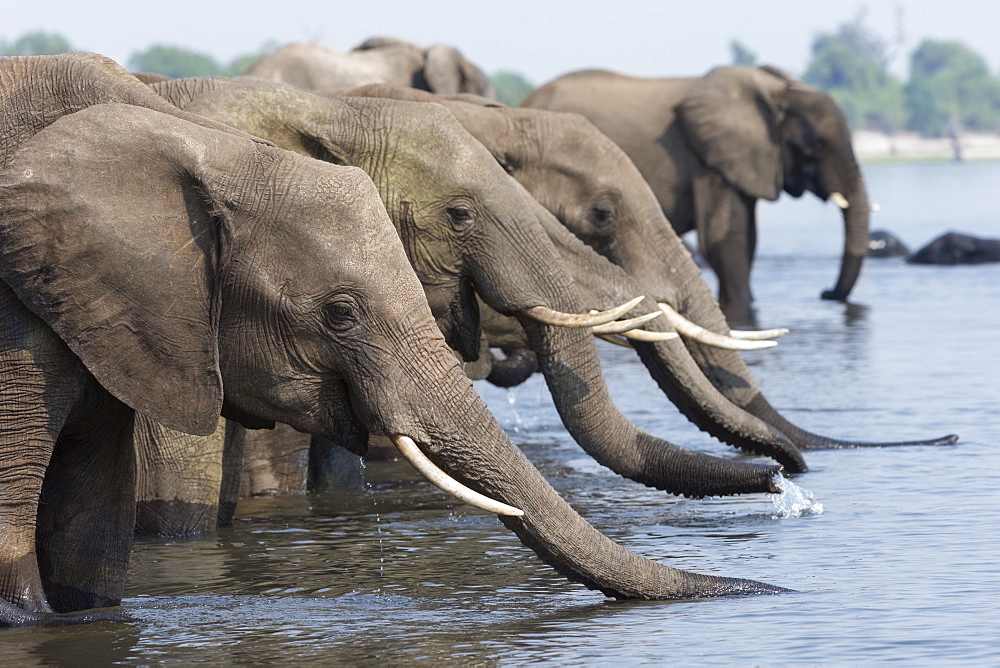 African elephants (Loxodonta africana) drinking, Chobe National Park, Botswana, Africa