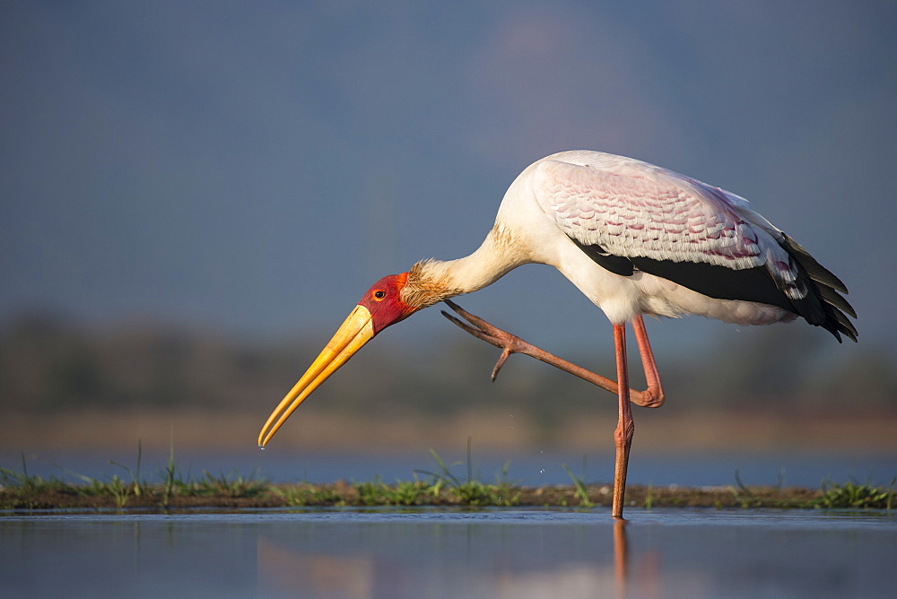 Yellowbilled stork (Mycteria ibis), Zimanga private game reserve, KwaZulu-Natal, South Africa, Africa