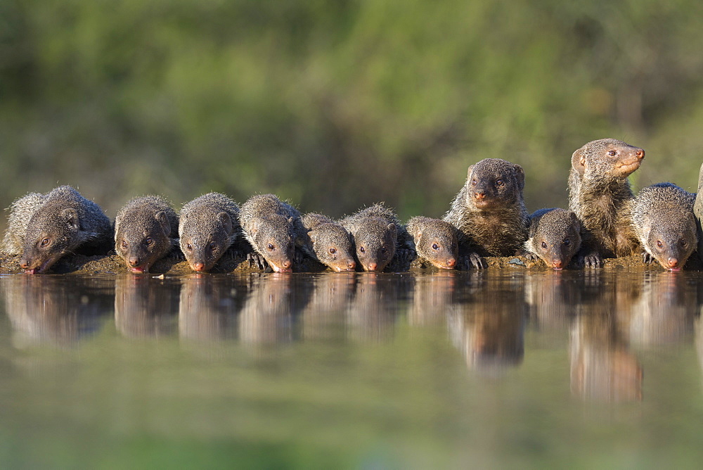 Banded mongoose (Mungos mungo) drinking, Zimanga private game reserve, KwaZulu-Natal, South Africa, Africa