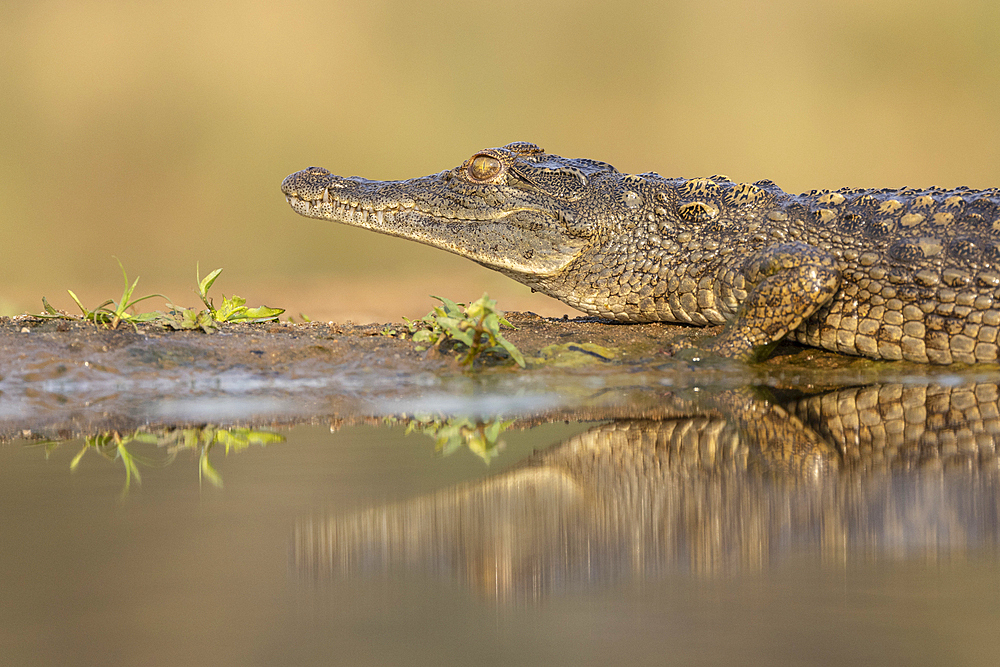 Nile crocodile (Crocodylus niloticus), ZImanga game reserve South Africa, Africa