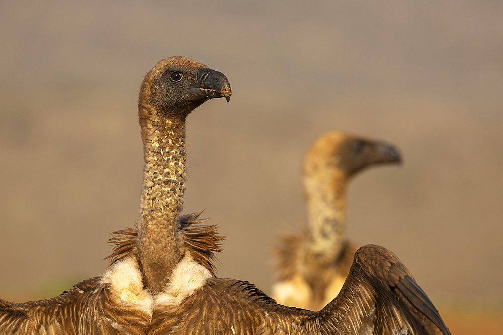 White-backed vultures (Gyps africanus), Zimanga private game reserve, KwaZulu-Natal, South Africa, Africa