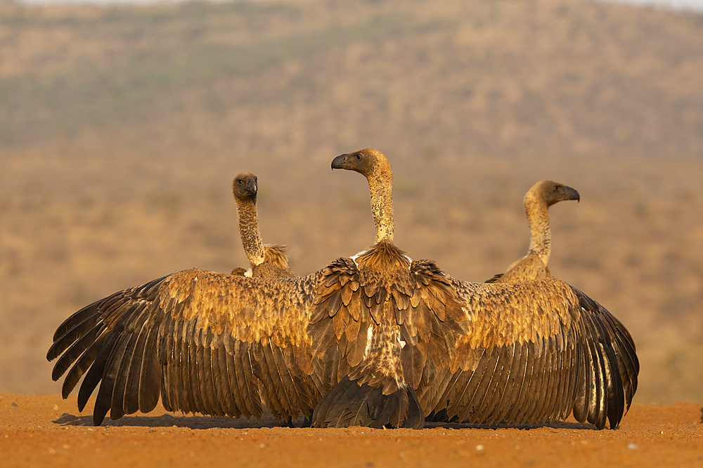 White-backed vulture (Gyps africanus) dominance display, Zimanga private game reserve, KwaZulu-Natal, South Africa, Africa