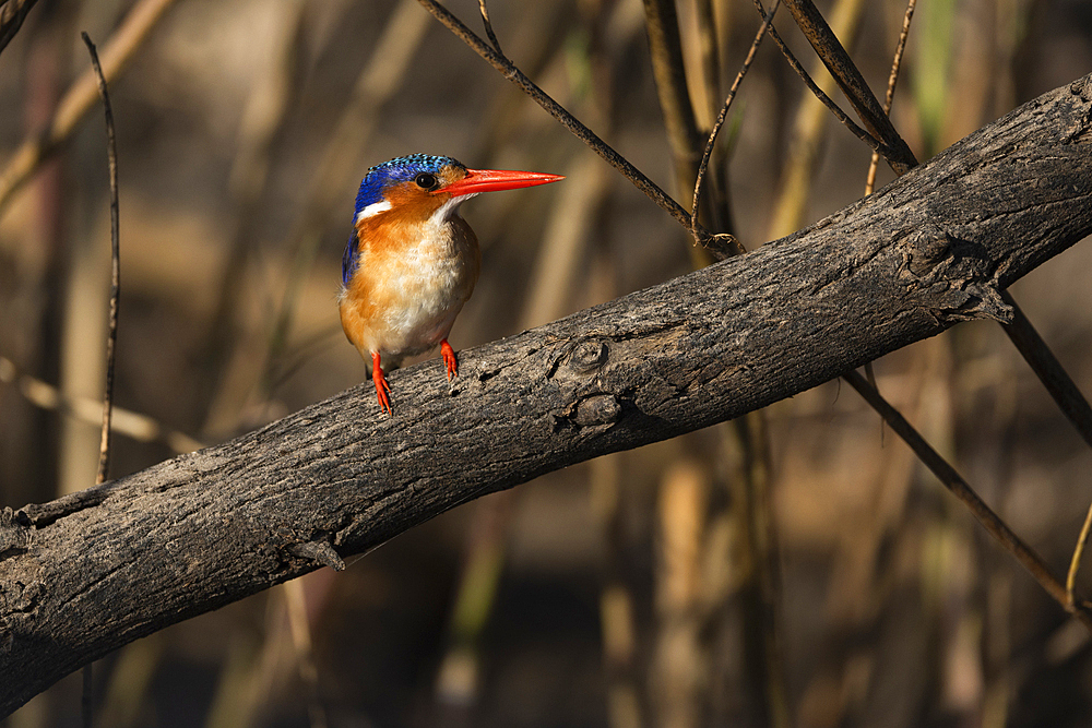 Malachite kingfisher (Corythornis cristatus), Chobe National Park, Botswana, Africa