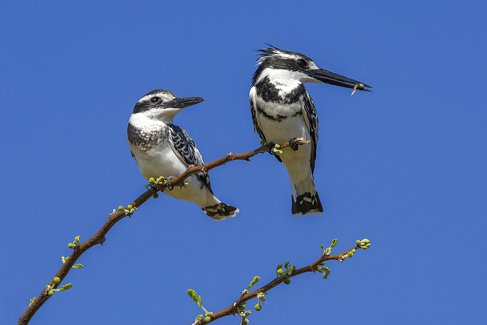 Pied kingfishers (Ceryle rudis), Chobe National Park, Botswana, Africa