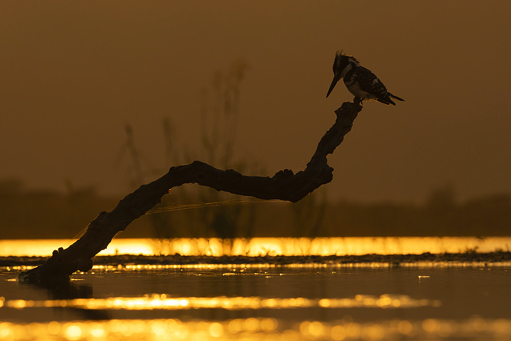 Pied kingfisher (Ceryle rudis), Zimanga game reserve, South Africa, Africa