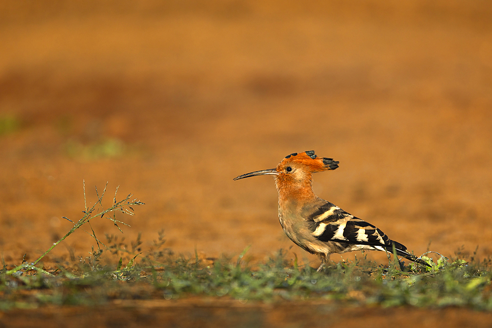 African hoopoe (Upupa africana), Zimanga game reserve, KwaZulu-Natal, South Africa