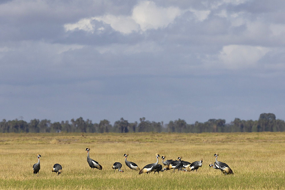 Grey crowned crane (Balearica regulorum). Amboseli National Park, Kenya, East Africa, Africa