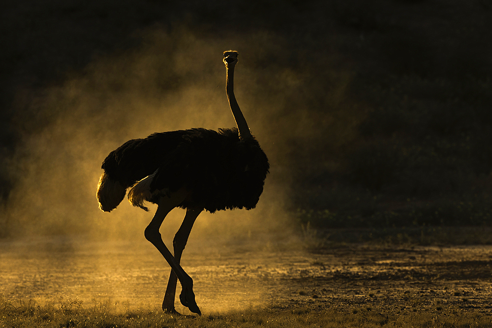 Ostrich (Struthio camelus), Kgalagadi Transfrontier Park, Northern Cape, South Africa