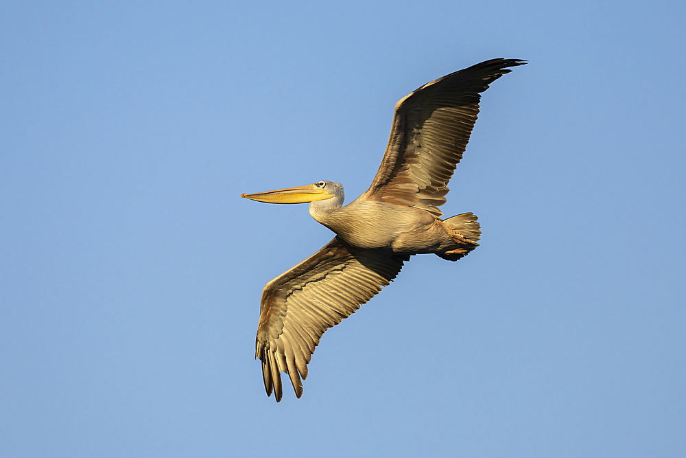 Pink-backed pelican (Pelecanus rufescens), Chobe River, Botswana, Africa