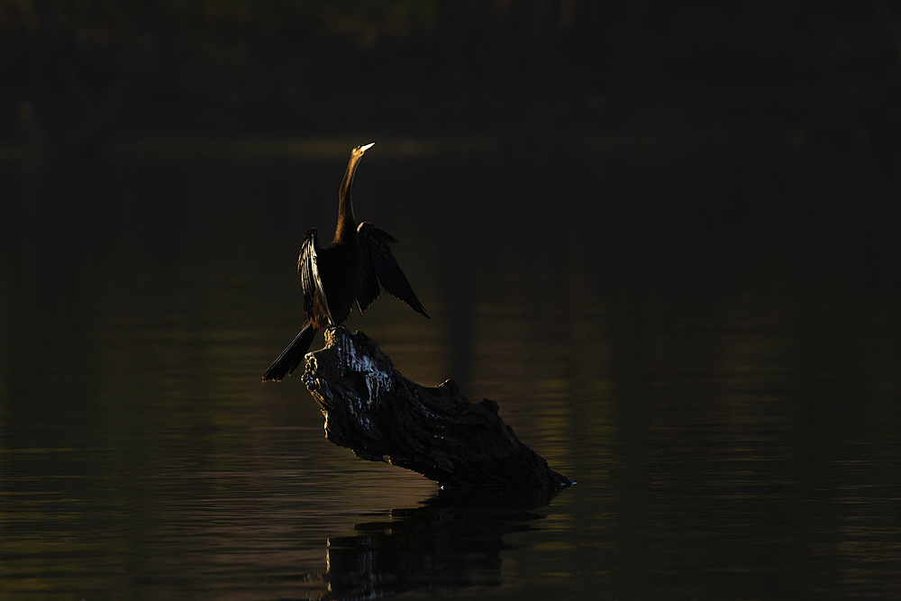 African darter (Anhinga rufa), Chobe National Park, Botswana, Africa