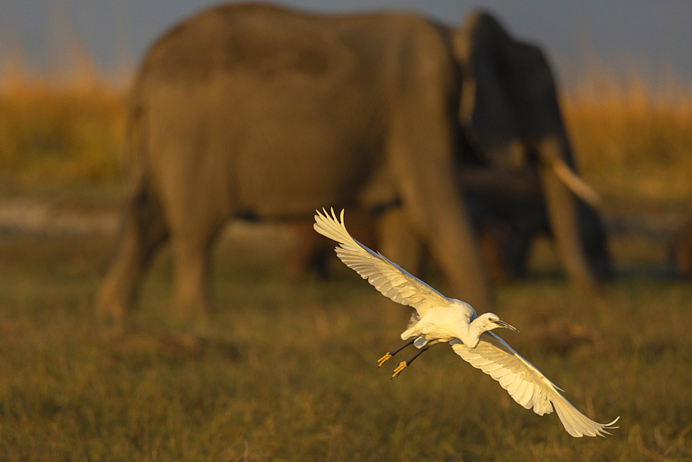 Little egret (Egretta garzetta) female in flight, Chobe National Park, Botswana, Africa