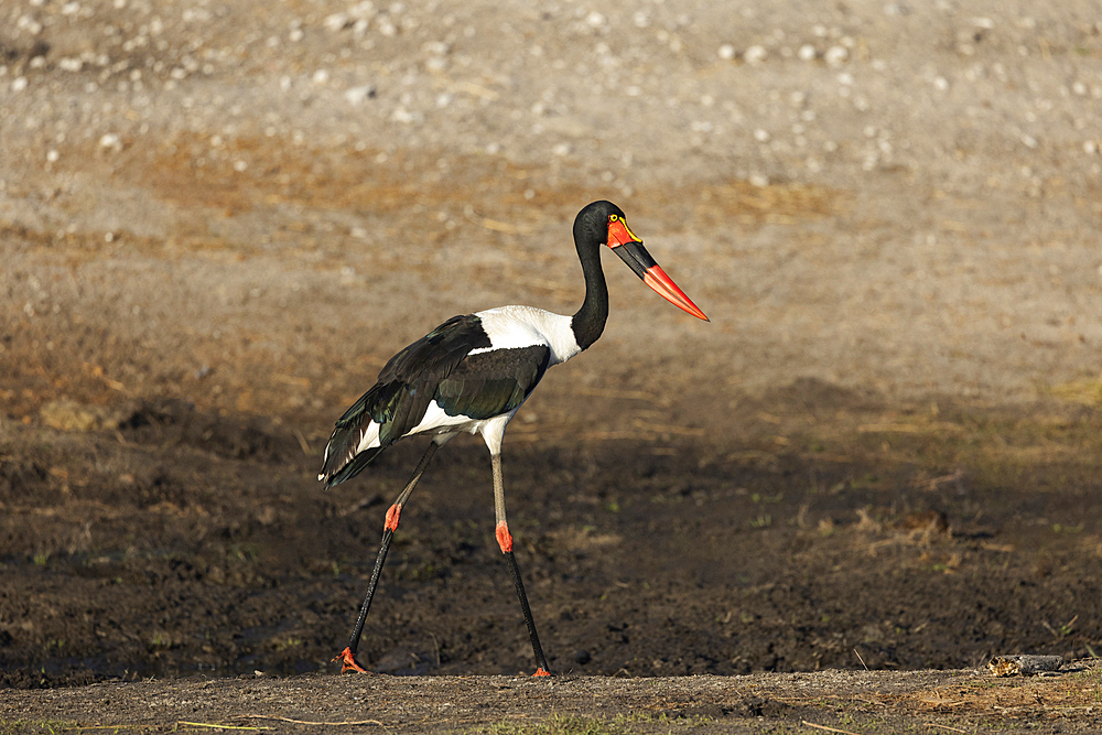 Saddle-billed stork (Ephippiorhynchus senegalensis) female, Chobe National Park, Botswana, Africa