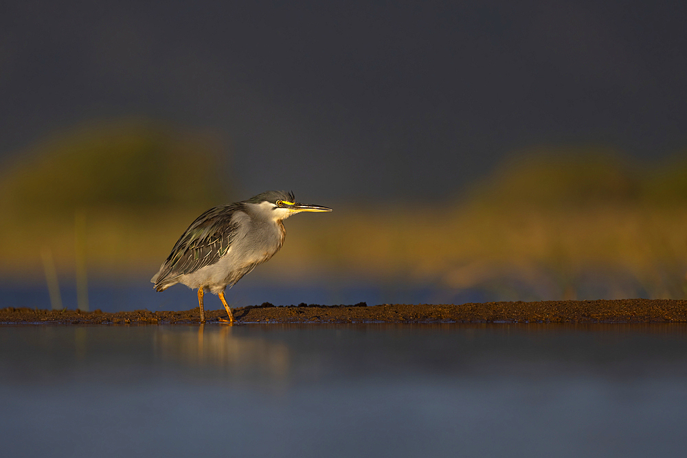 Striated heron (Butorides striata, Zimanga game reserve, KwaZulu-Natal, South Africa