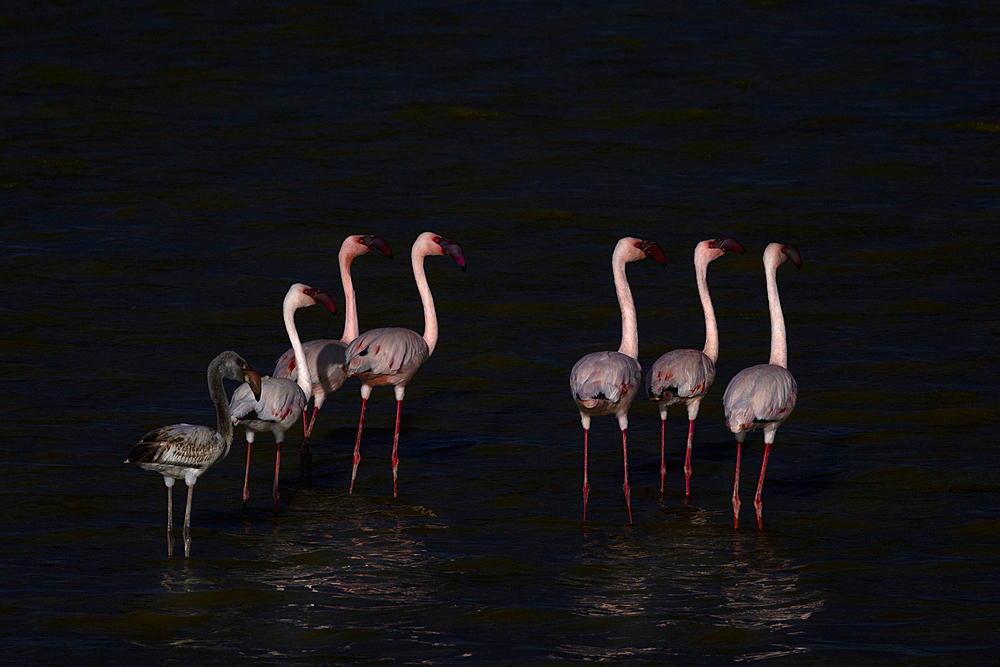 Lesser flamingos (Phoeniconaias minor), Amboseli National Park, Kenya, East Africa, Africa