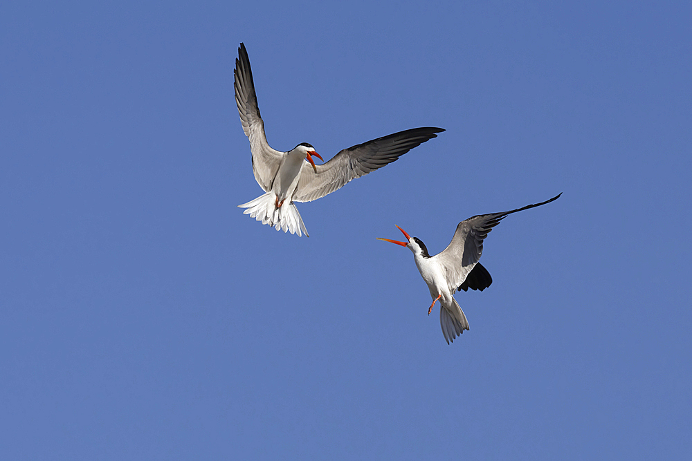 African skimmers (Rynchops flavirostris) displaying, Chobe National Park, Botswana, Africa