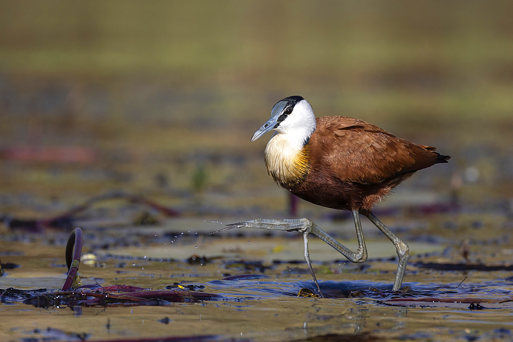 African jacana (Actophilornis africanus), Chobe National Park, Botswana, Africa