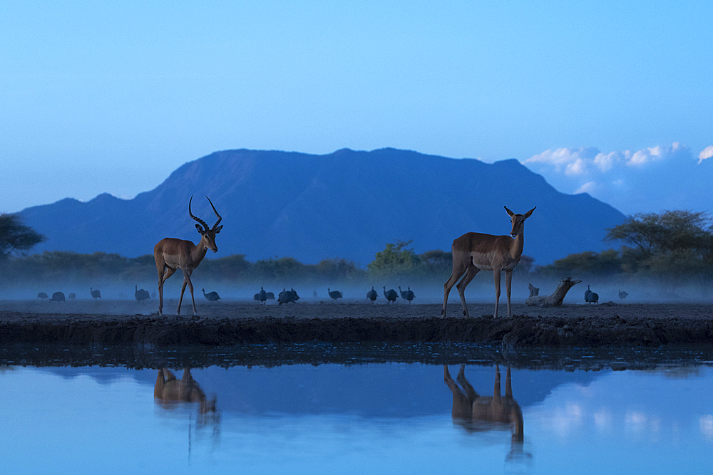 Impala (Aepyceros melampus), Shompole, Kenya, East Africa, Africa