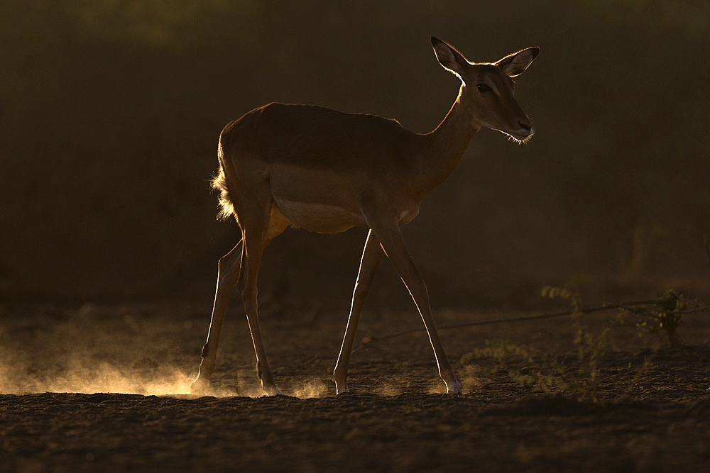 Impala (Aepyceros melampus), Shompole, Kenya, East Africa, Africa