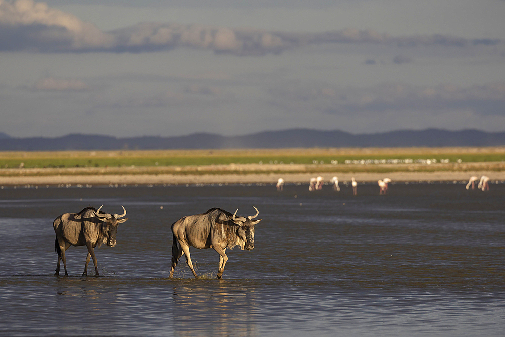 Blue wildebeest (Connochaetes taurinus) (gnu), Amboseli National Park, Kenya, East Africa, Africa