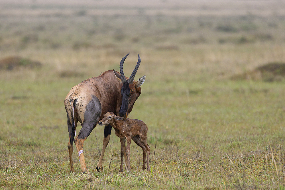 Topi (Damaliscus lunatus) with newborn calf, Masai Mara, Kenya, East Africa, Africa