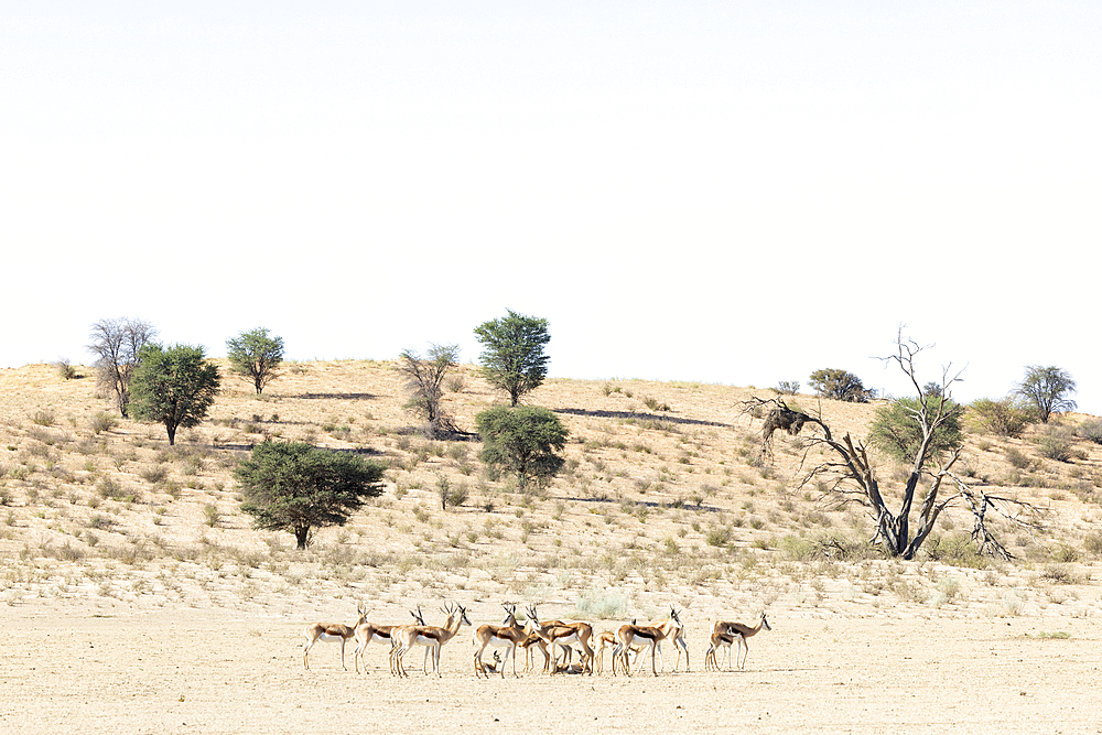 Springbok (Antidorcas marsupialis), Kgalagadi Transfrontier Park, Northern Cape, South Africa, Africa