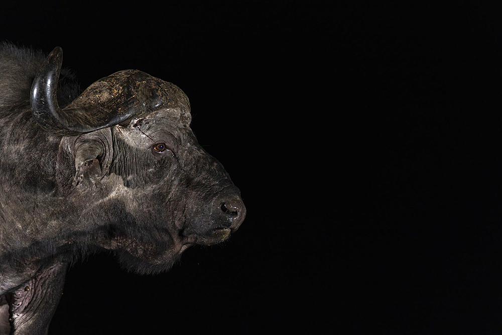 Cape buffalo (Syncerus caffer) bull at night, Zimanga private game reserve, South Africa, Africa