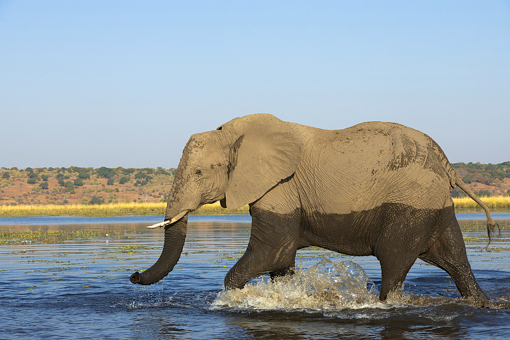 Elephant (Loxodonta africana) bull in Chobe River, Chobe National Park, Botswana, Africa