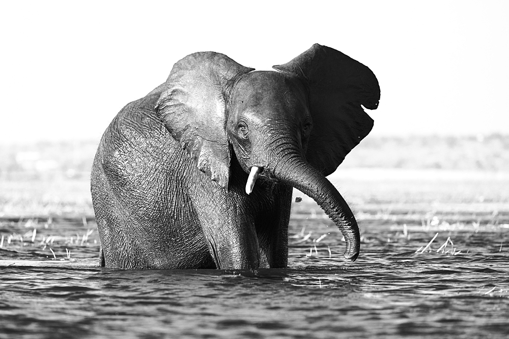 Elephant (Loxodonta africana) in Chobe River, Chobe National Park, Botswana, Africa